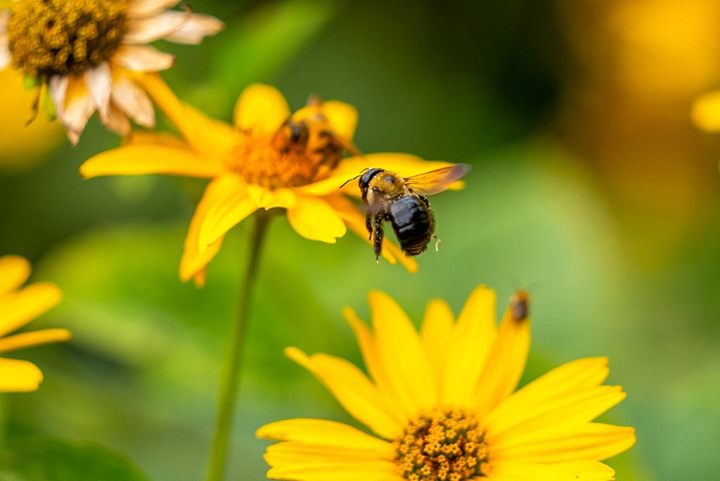 a bee on a yellow flower