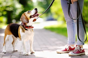 Small dog looking up at owner holding leash