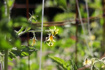 A close up of a plant with green leaves and yellow flowers.