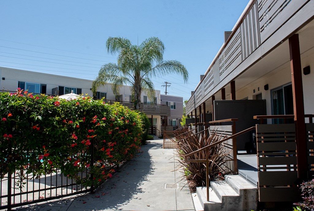 the walkway between the units of a building with a palm tree