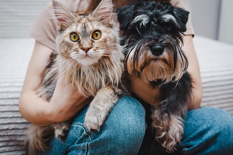 A person is holding a fluffy cat and a small dog.