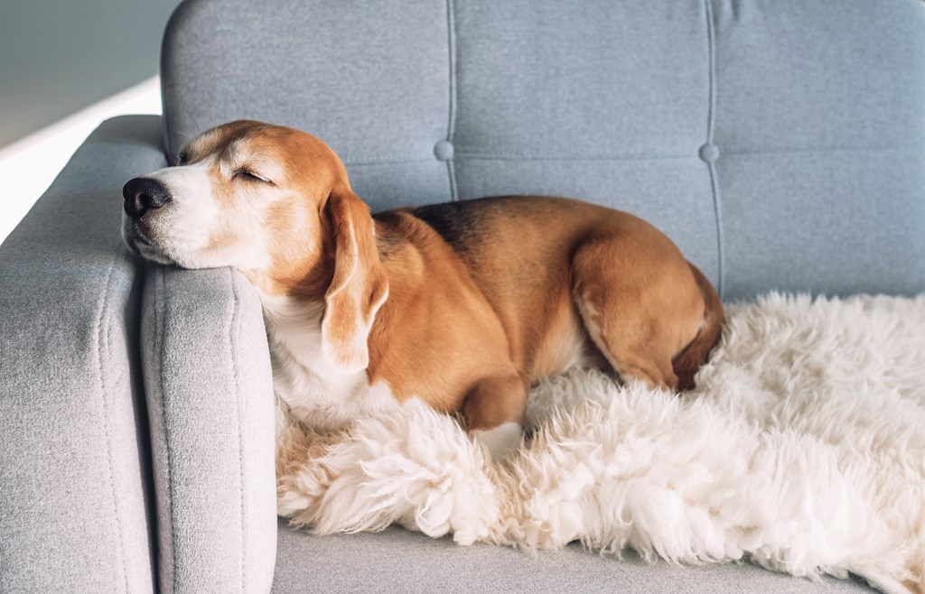 A dog is sleeping on a grey couch with a white fluffy blanket.