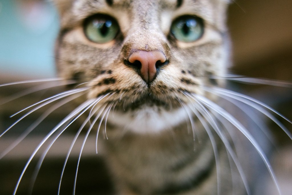 A close up of a cat's face with its whiskers prominently displayed.