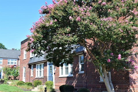 A tree with pink flowers in front of a brick house.