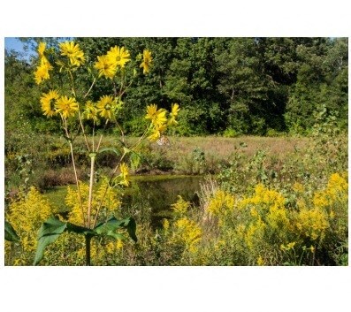 a field of yellow sunflowers next to a body of water