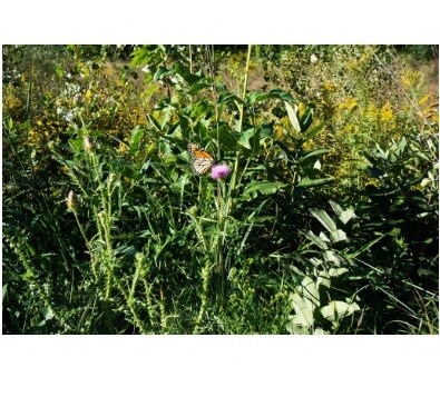 a butterfly sitting on a flower in a field