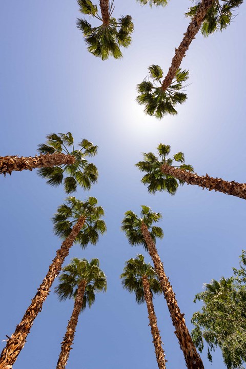 looking up at tall palm trees against a blue sky
