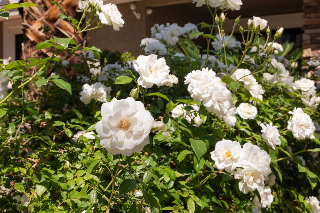 a bush of white flowers in a garden