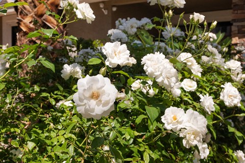a bush of white flowers in a garden