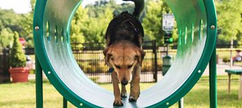 a dog walking through a playground slide