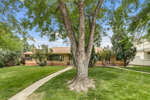 A tree stands in a grassy front yard in front of a house.