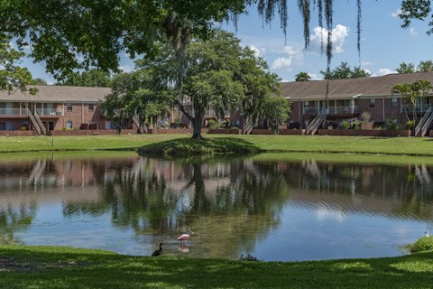 a pond in front of a building with ducks swimming in it