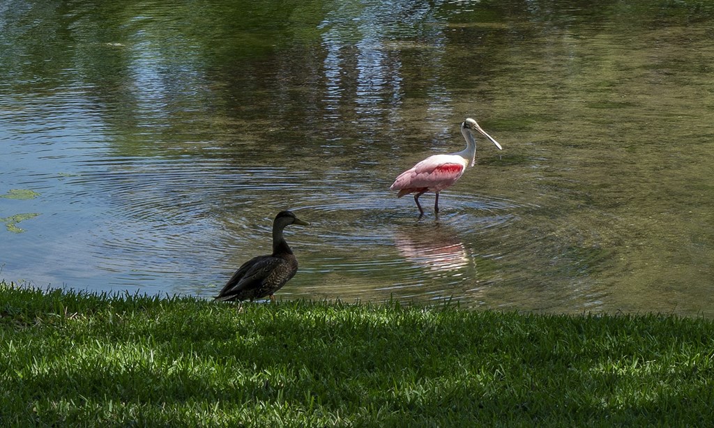 a flamingo and a duck are standing in the water