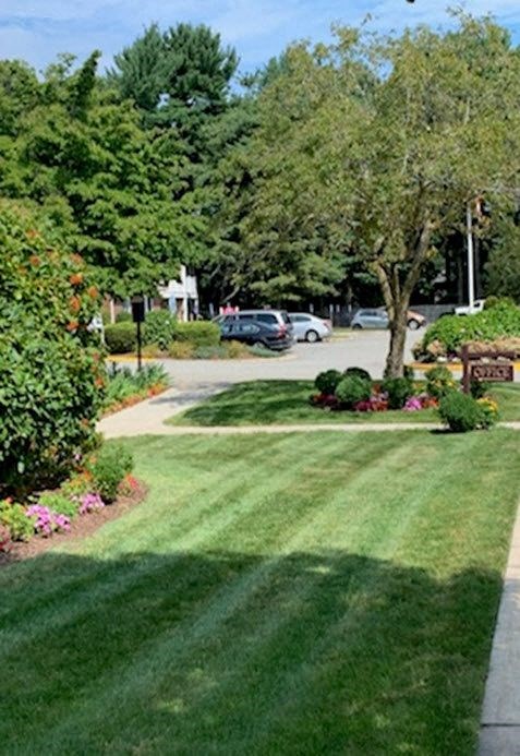 a yard with green grass and trees and a sidewalk
