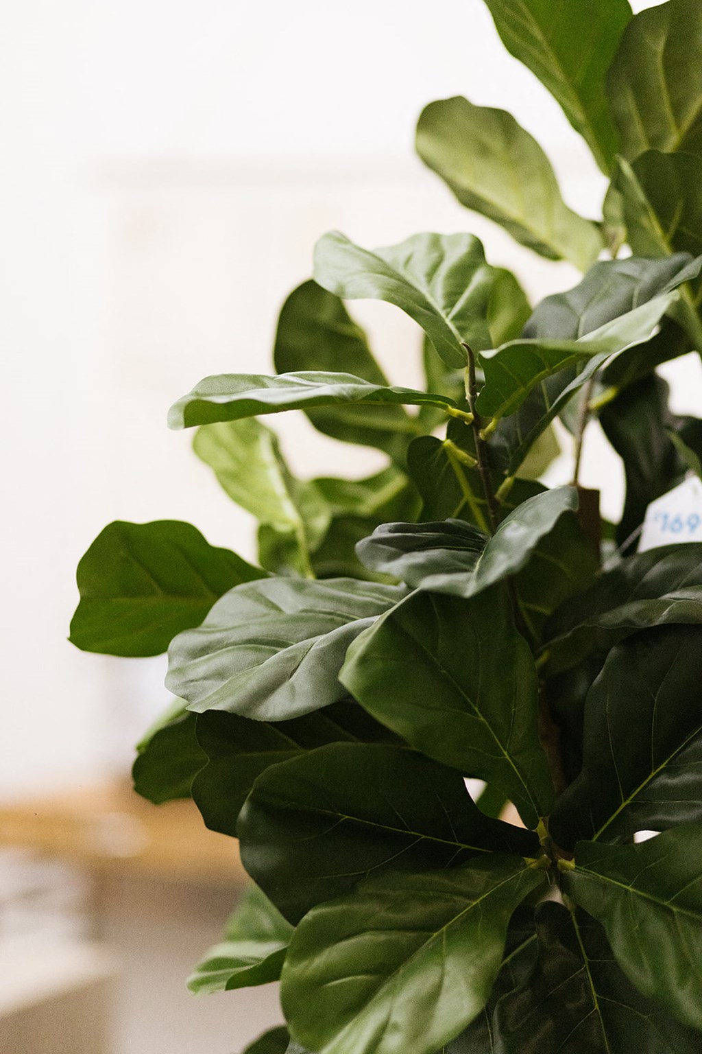 a large green leafy plant in a room