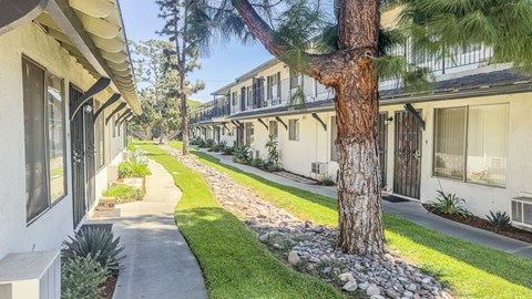 A tree stands in a grassy area between two buildings.