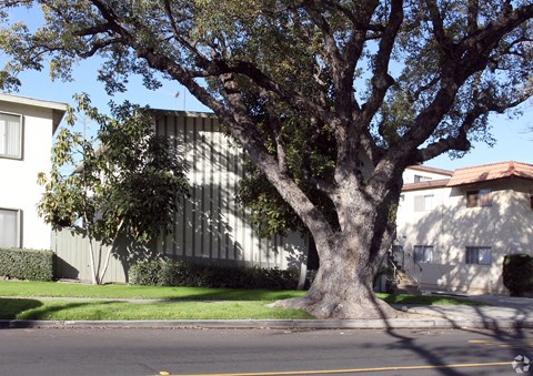 A large tree is in front of a building.
