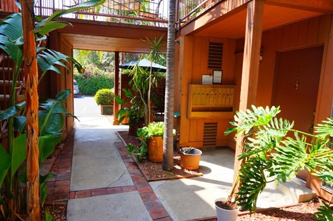 A pathway with a tree and a plant on the right.