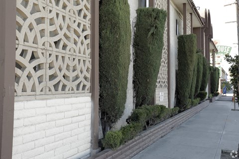 A row of green bushes are trimmed to look like a wall.