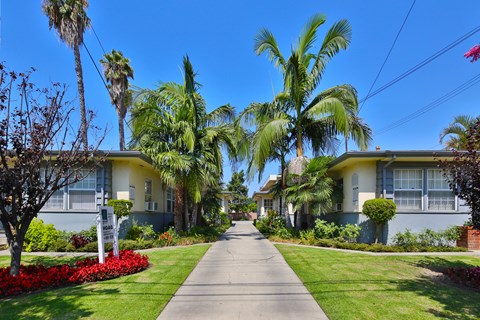 A residential street lined with palm trees and houses.