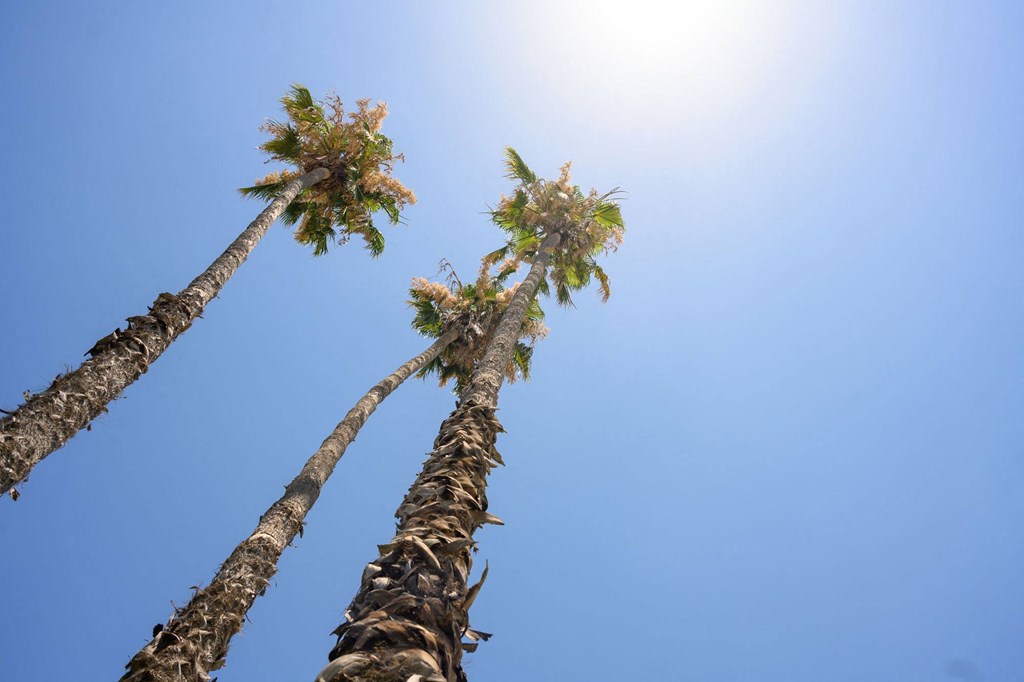 Palm trees Palm trees at Fashion Lane Apts, El Monte