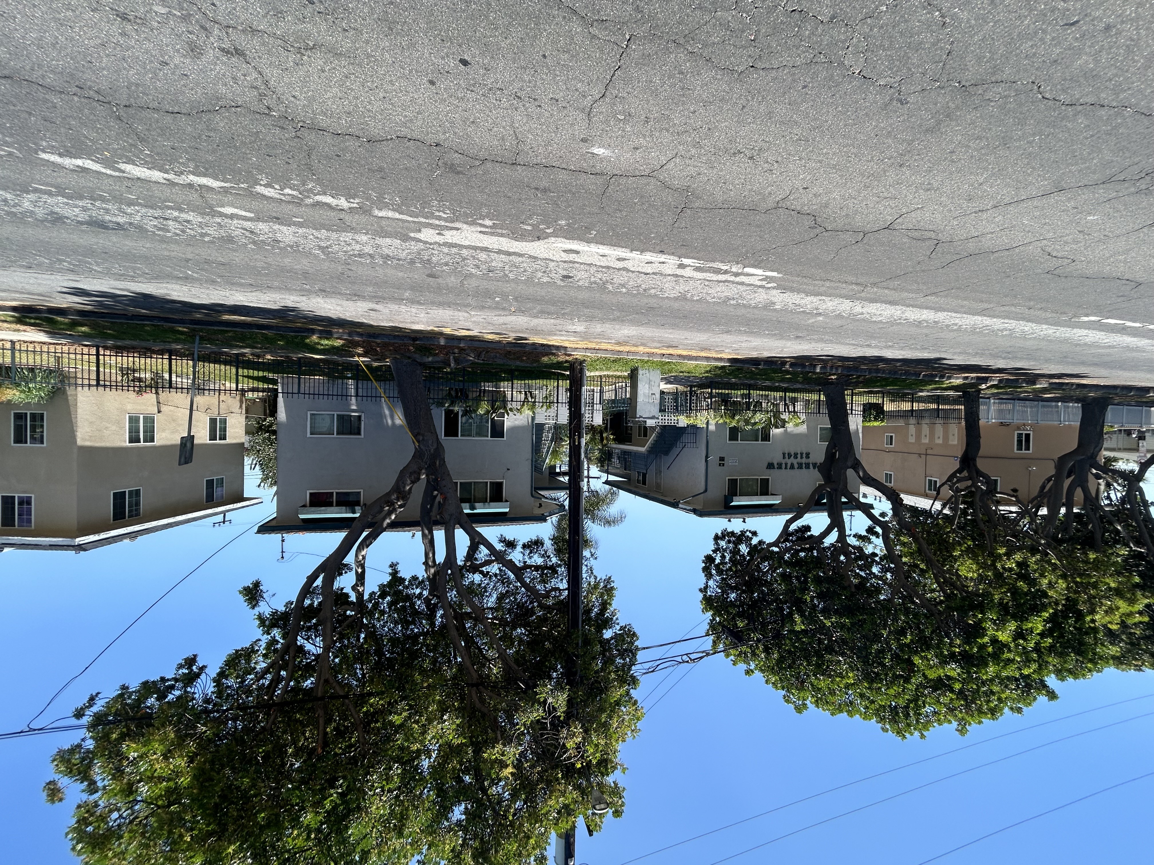 A tree is reflected in a puddle on the ground.