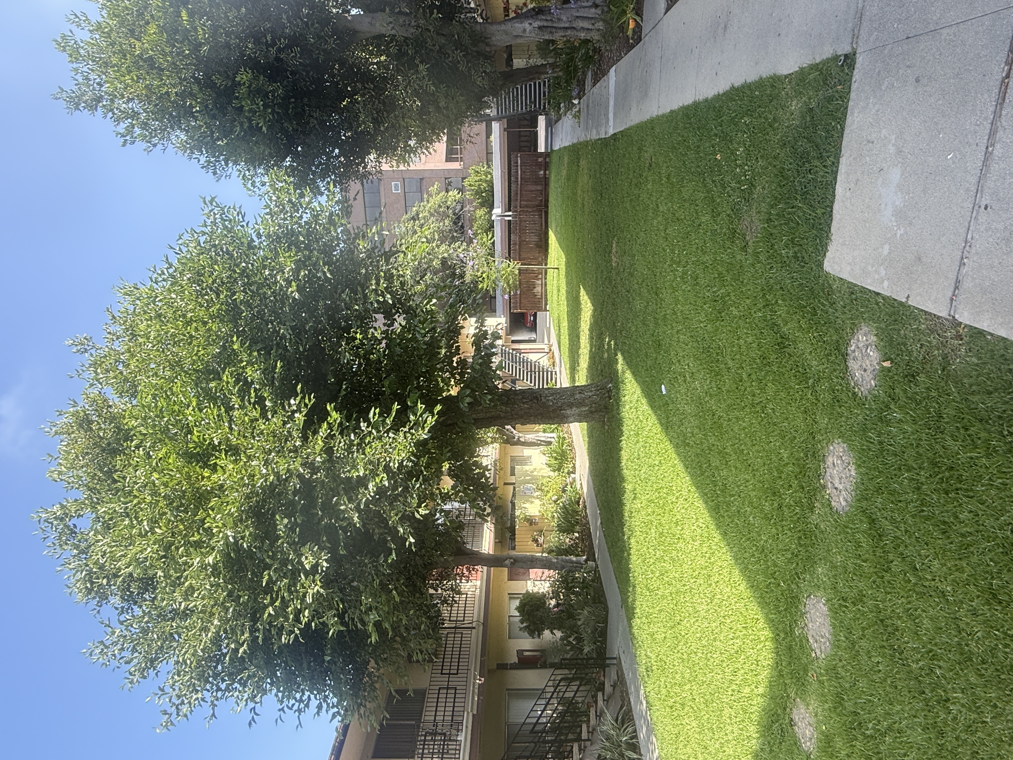 A green wall with a tree in the background.