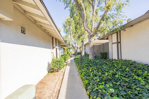 A tree in a courtyard between two buildings.