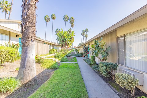 A row of houses with a sidewalk and palm trees.