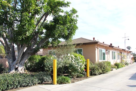 A tree in front of a house with a sidewalk.