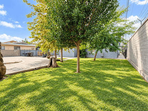 A tree in a grassy area with a fence in the background.