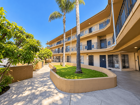 A palm tree stands in a courtyard between two buildings.