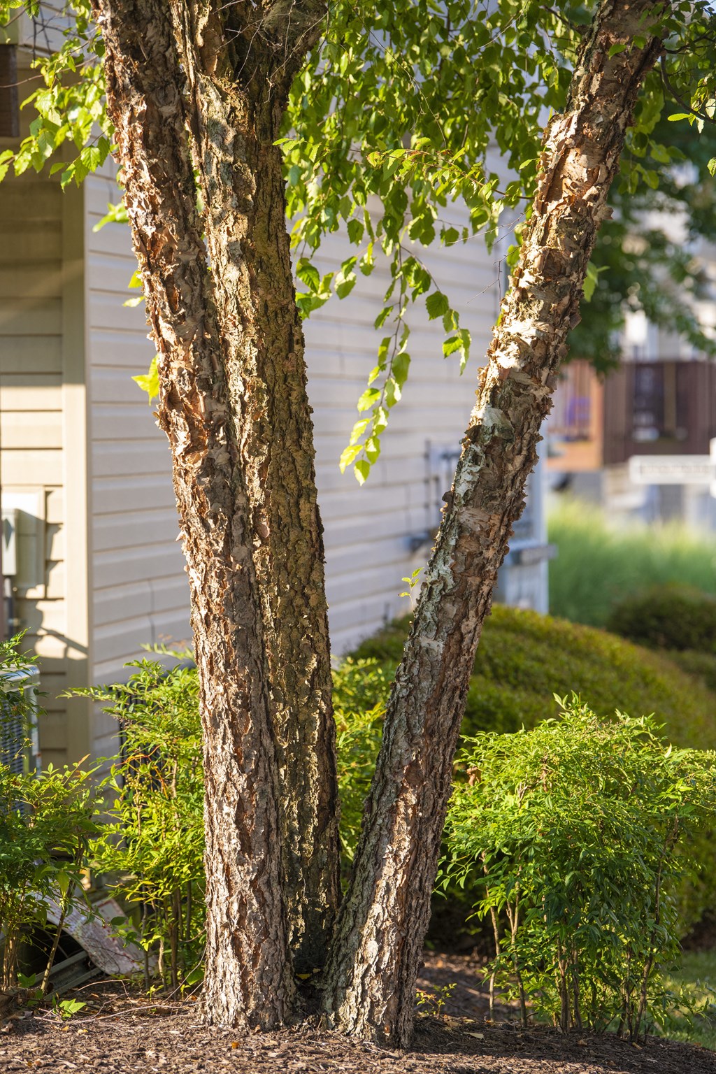 a pair of trees in a yard with a house in the background at Townes at Village Center Apartments, Maryland