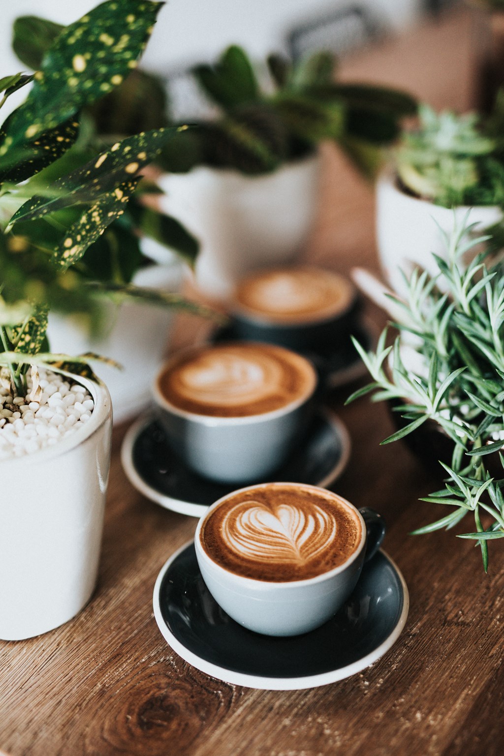a table with four cups of coffee on it with plants in the background