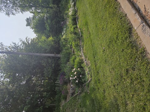 A pathway is seen through a lush green forest.