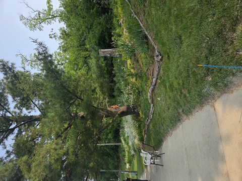 A tree branch is hanging over a concrete wall.