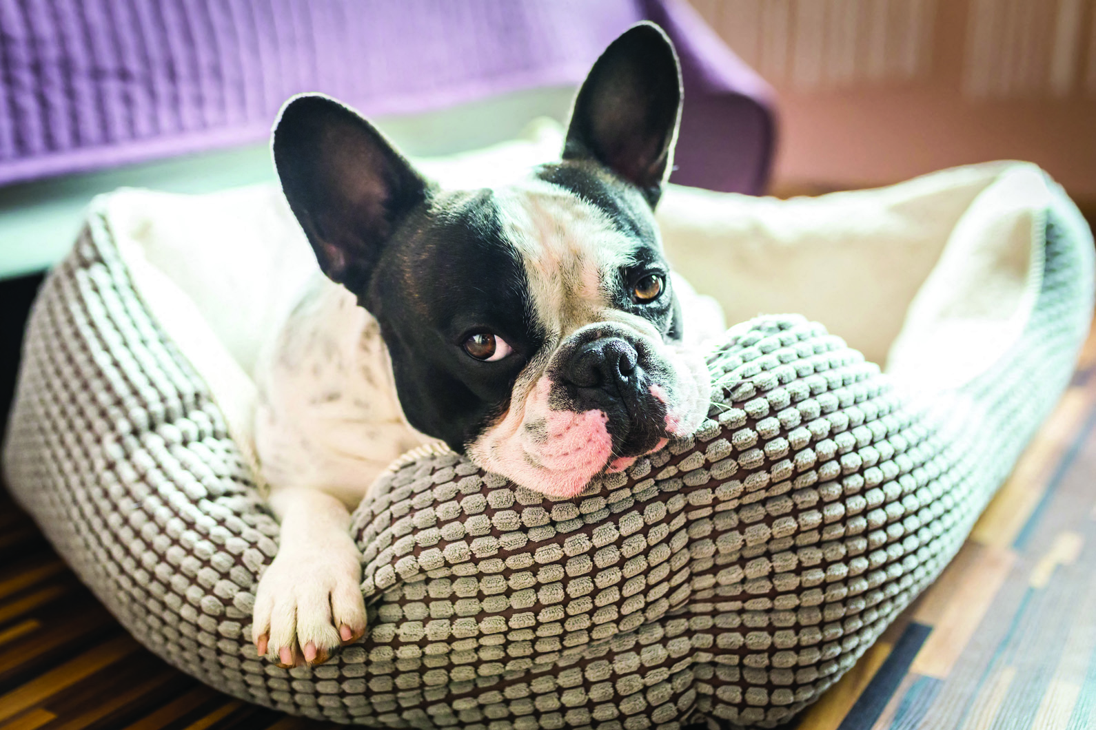 a small black and white dog laying in a dog bed