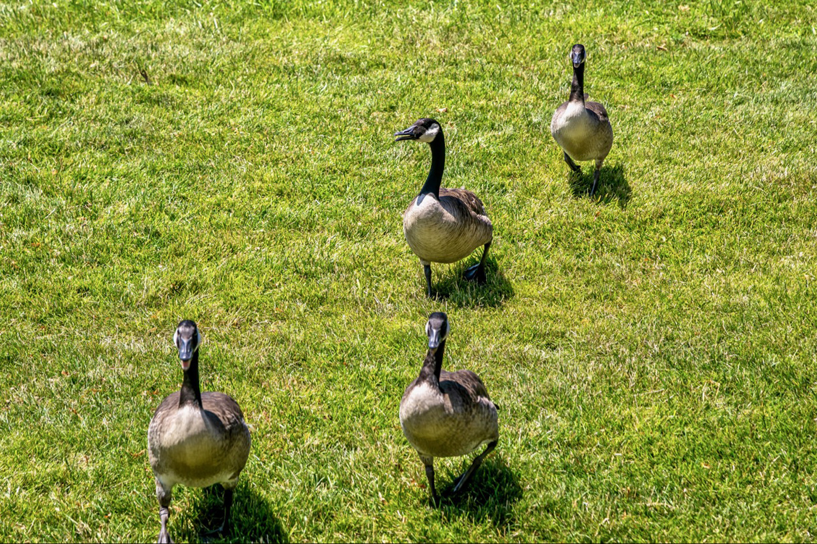 Lakeside Hills Apartments Geese