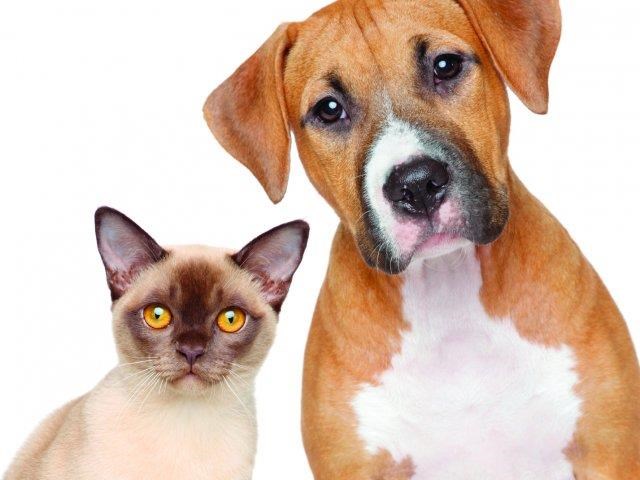 a dog and a cat sitting next to each other