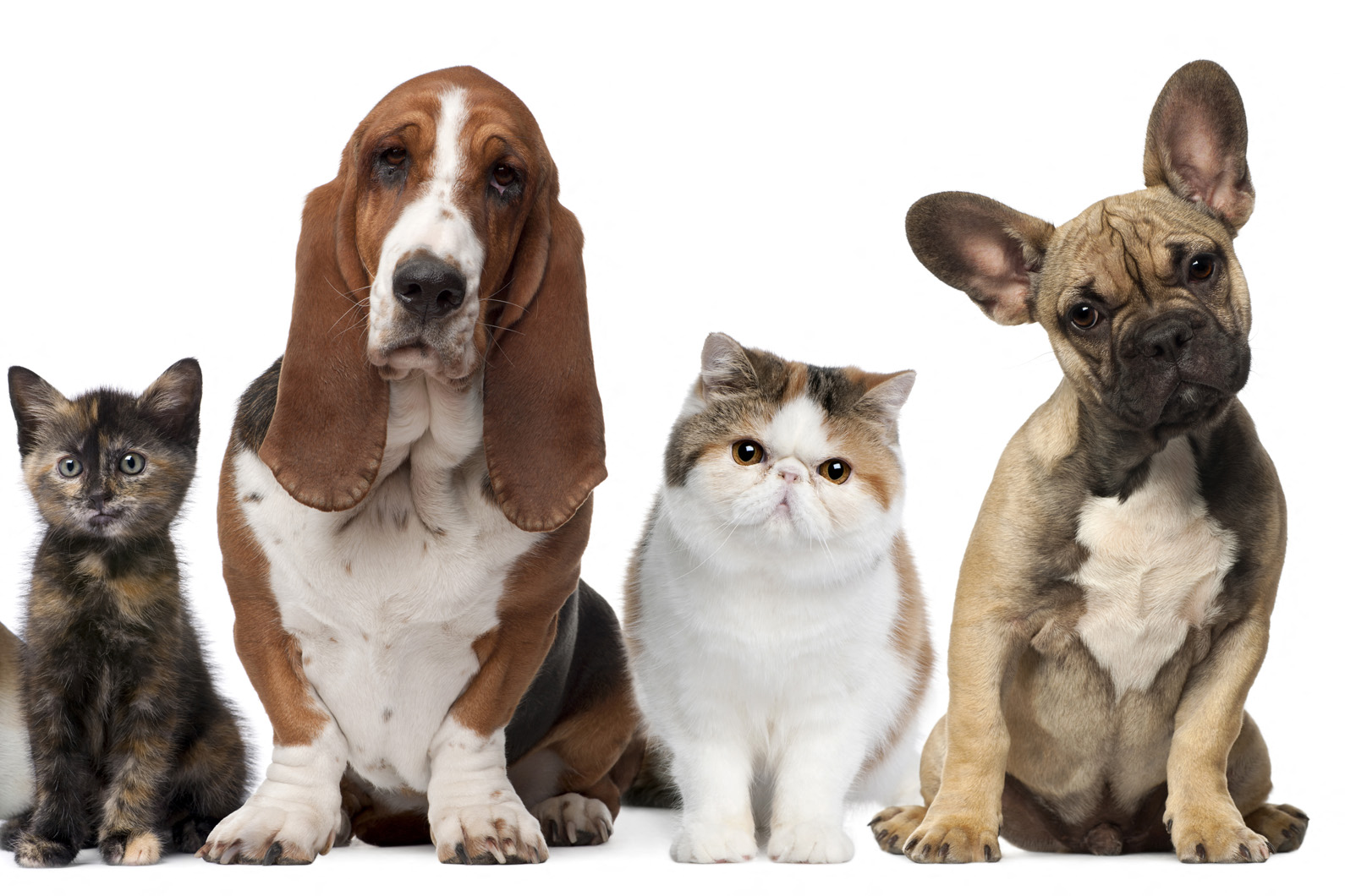 a group of cats and dogs sitting next to each other