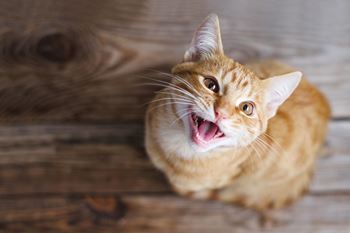 A ginger cat with its mouth open and tongue out.