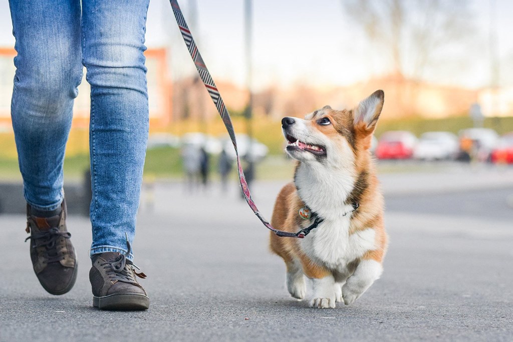 a small dog on a leash being walked by a person