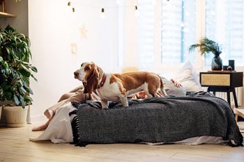 a dog standing on a bed