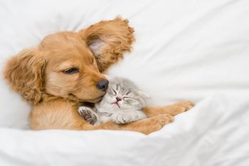a dog and a cat laying on a bed