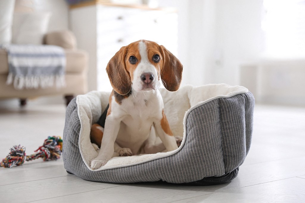 a brown and white dog sitting in a dog bed