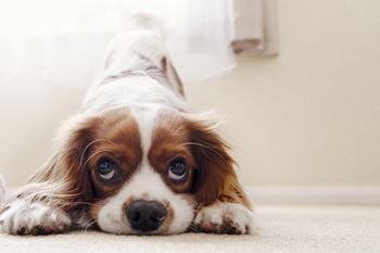 a small brown and white dog laying on the floor