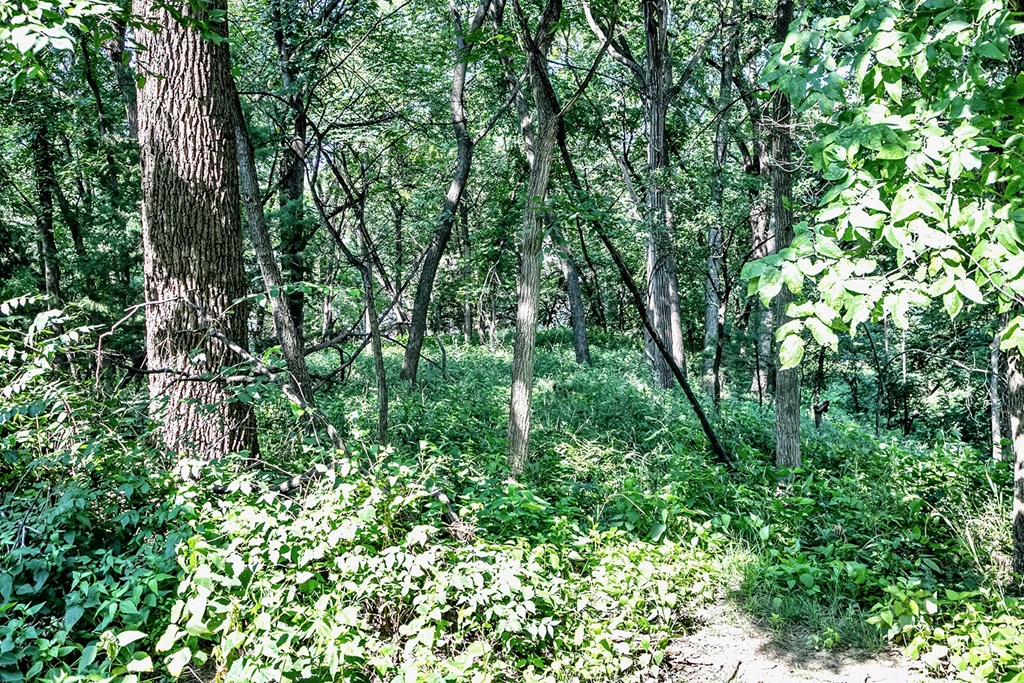 Lush green view filled with lots of trees at Deer Park Apartments in Council Bluffs, IA