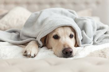 Pet-friendly community at Deer Park Apartments in Council Bluffs, IA