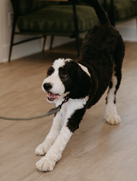 A black and white dog is on a leash.