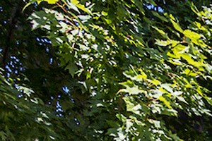 Sunrise Gardens a 55+ Living Community in Lincoln, NE - Photo Gallery